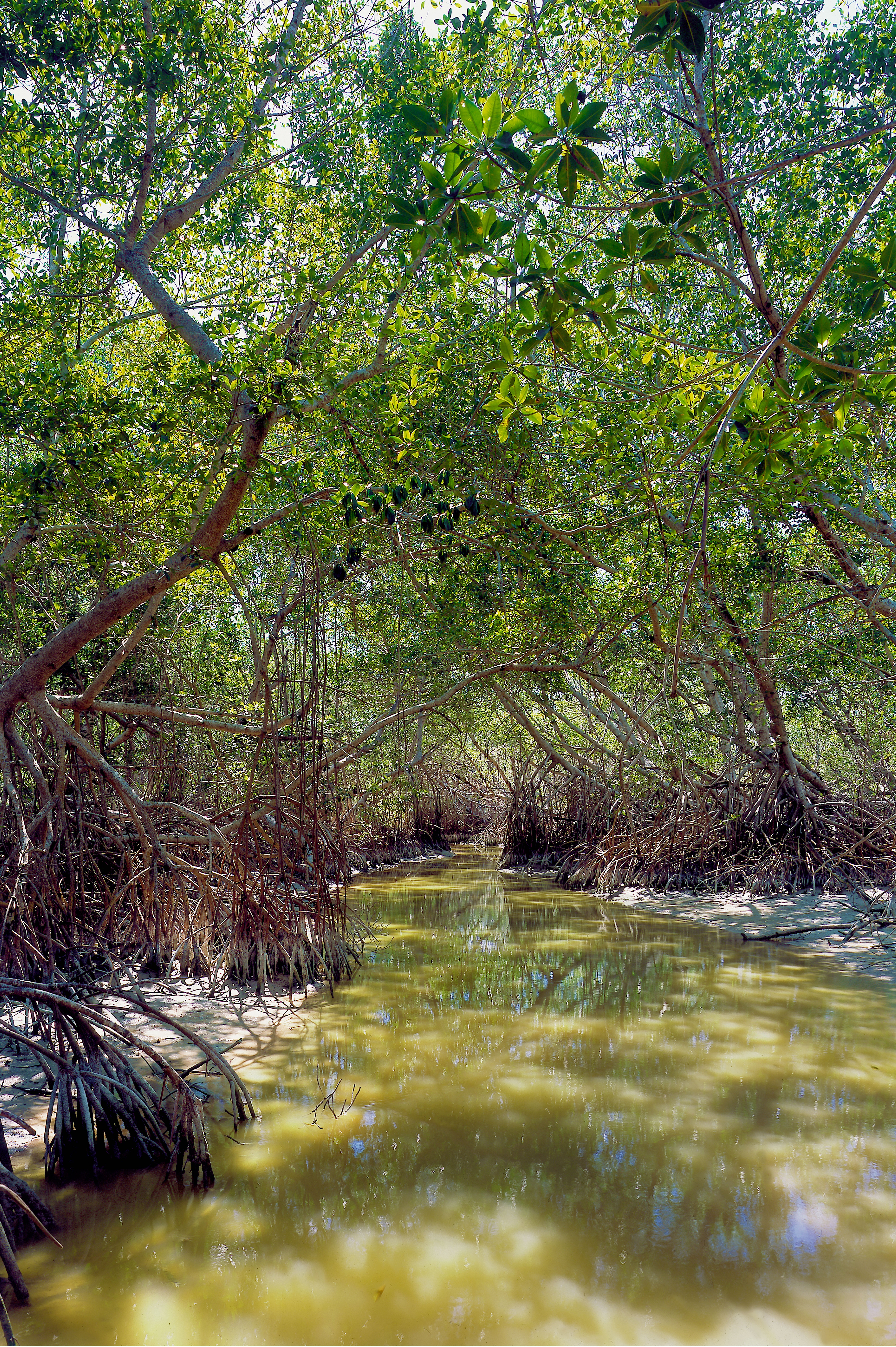 //yucatan.travel/wp-content/uploads/2019/12/Celestún-022.jpg