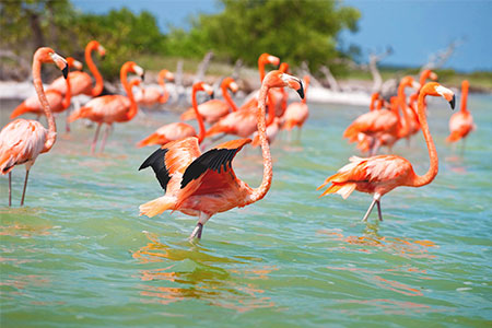 //yucatan.travel/wp-content/uploads/2020/02/CelestúnFlamingos.jpg