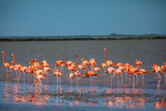 Yucatán - Ruta De Flamingos - Yucatan.travel