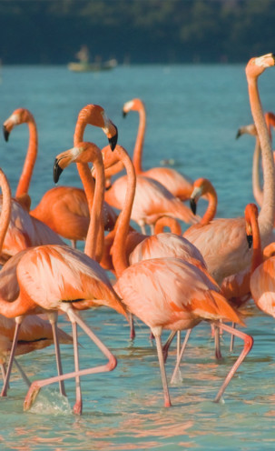 Avistamiento de Flamingos en las Coloradas