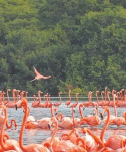 Avistamientod de Flamencos