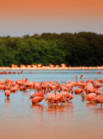 https://yucatan.travel/wp-content/uploads/2019/11/rio-de-los-flamingos-celestun-yucatan-360x487.jpg
