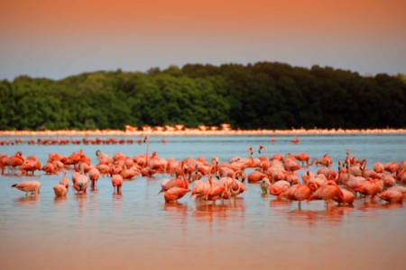 https://yucatan.travel/wp-content/uploads/2019/11/rio-de-los-flamingos-celestun-yucatan-450x300.jpg