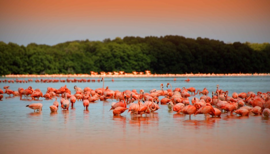 Flamingos route