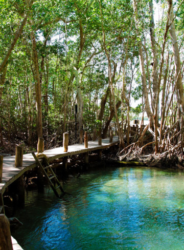https://yucatan.travel/wp-content/uploads/2019/12/Celestun-054-360x487.jpg