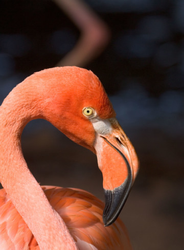https://yucatan.travel/wp-content/uploads/2019/12/Celestún-9193-scaled-360x487.jpg