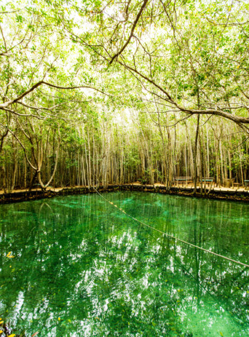 https://yucatan.travel/wp-content/uploads/2019/12/Corchito-Yucatan-Corchito-0237-scaled-360x487.jpg