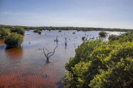 https://yucatan.travel/wp-content/uploads/2019/12/rivereños-el-tigre6-450x300.jpg