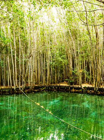 https://yucatan.travel/wp-content/uploads/2020/03/Corchito-360x487.jpg