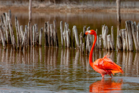 https://yucatan.travel/wp-content/uploads/2020/03/RivieraYucat-n-Fauna-Flamingo-Telchac-Manglares-02-450x300.jpg