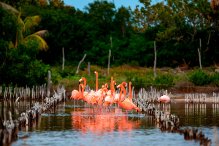 https://yucatan.travel/wp-content/uploads/2020/03/RivieraYucat-n-Fauna-Flamingos-DzilamdeBravo-01-450x300.jpg
