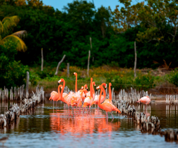 https://yucatan.travel/wp-content/uploads/2020/03/RivieraYucat-n-Fauna-Flamingos-DzilamdeBravo-01-600x500.jpg