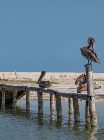 https://yucatan.travel/wp-content/uploads/2020/05/RIO-LAGARTOS-23-360x487.jpg