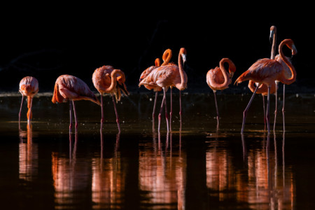 https://yucatan.travel/wp-content/uploads/2021/11/Flamencoscelestun-1-450x300.jpg